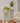 Jardinera Rocky Dorada