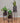 Set de jardineras x3 Bambi Negra