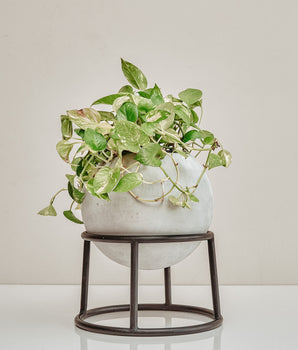 Jardinera Mini Rocky Negra